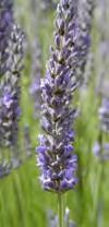 Recommended Lavender For Your Garden L. angustifolia L.