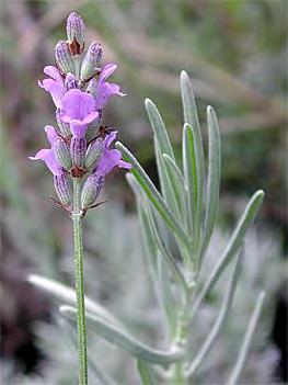 L. intermedia Fred Boutin - lavender flowers -
