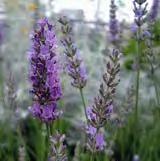 in potpourris Grappenhall - purple-blue flowers -