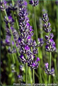 L. intermedia Provence - lavender-blue flowers - good source