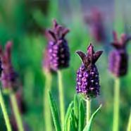 nicknamed butterfly lavender Hemsdale -