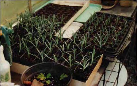 Propagation: Plant varieties do not necessarily come true from seeds Cuttings -