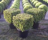 Ball Buxus microphylla "Japonica" - Pyramid Buxus microphylla Japonica -