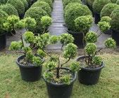 Spiral Buxus microphylla "Japonica" - Standard Buxus microphylla