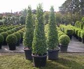- Cone Cupressus torulosa - Cone Juniperus chinensis