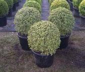13 Topiary Balls Stock List 2015/16 Plant Name Size Azalea