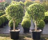 14 Topiary Standards Stock List 2015/16