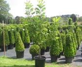 18 Evergreen Trees Stock List 2015/16 Plant