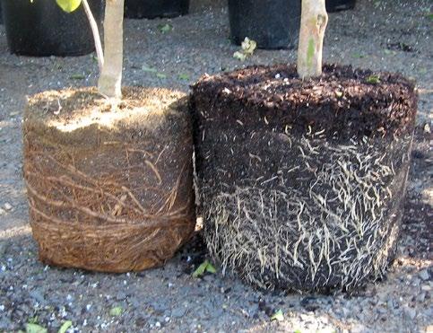 Consistency in plant growth - A stabilised supply of water and nutrients