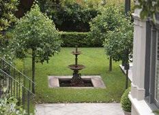 Pyrus ussuriensis Manchurian Pear - Pleached tree This deciduous tree is grown with a
