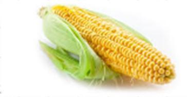 Introduction Maize is part of the world s important food grains It is a basic staple food grain for large parts of world including Africa, Latin America, and Asia (Yaouba et al.