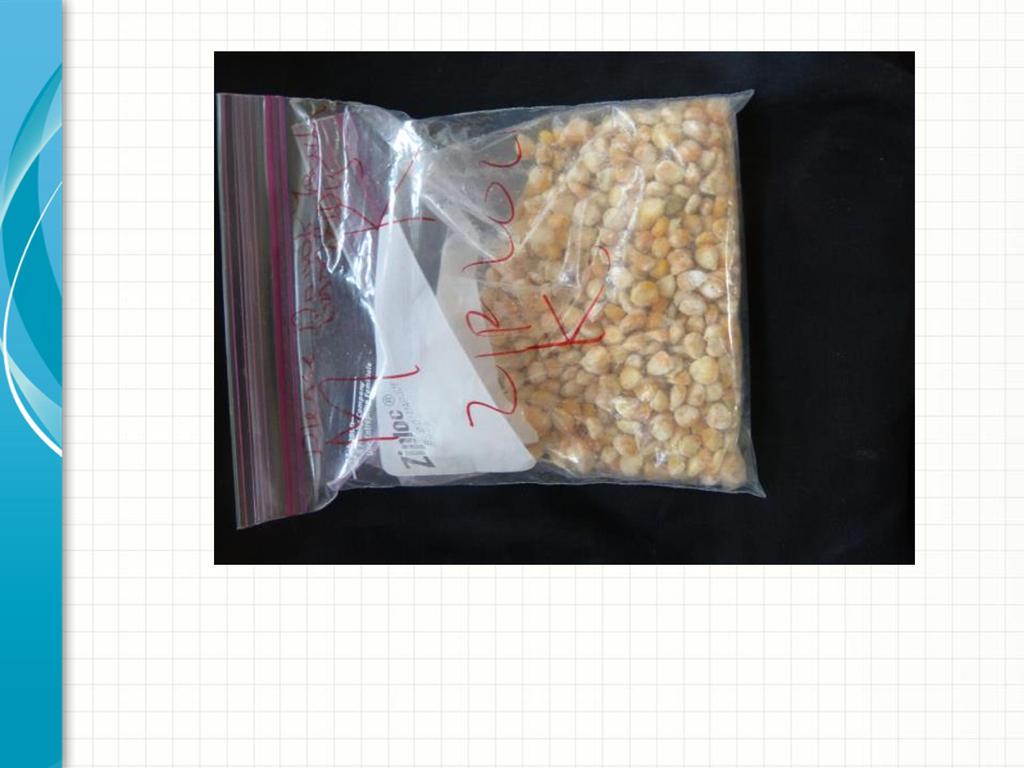 maize sample inoculated with