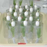 Fold half of the paper towel into three and wrap the roots of the seedlings. Soak the seedlings in water just enough to avoid the seedlings from drying.