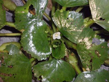 Water Chestnut (Trapa natans) Origin: Europe, Asia and Africa Background Water chestnut was first observed in North America near Concord, Massachusetts in 1859.
