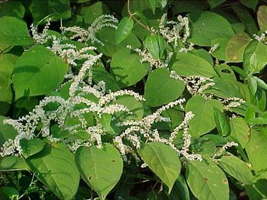 Japanese knotweed (Polygonum cuspidatum) Origin: Native to Japan, also North China, Taiwan, and Korea.