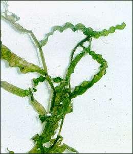 Curly-leaved pondweed (Potamogeton crispus L.) Description Potamogeton crispus is a submersed aquatic perennial that can reach 1-2.5feet in length.