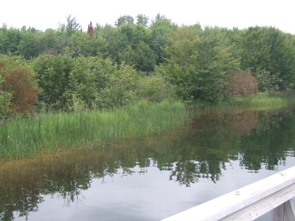 6.0 defining lakeshore habitat restoration Find an undisturbed area of your lake