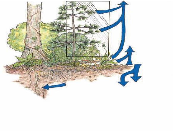 6.0 defining lakeshore habitat restoration Transpiration Evaporation Forest duff and soils act as a sponge Roots stabilize