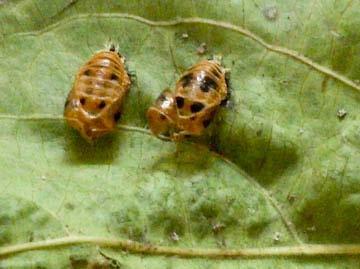 Beetles Jim Taylor, Relms Landscaping, sent us a photo of two empty lady bird beetle pupal cases that he found on crape myrtle in Annapolis.