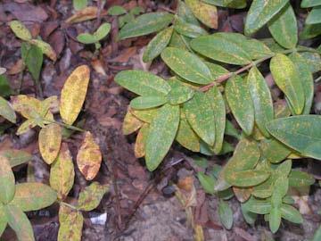 Jessica Ickes, Chevy Chase Club, is finding rust on hypericum. Preventative fungicides are available for control of these rusts.