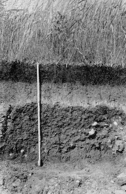 A Guelph loam profile GUELPH SERIES The Guelph soils occur on the gently rolling hills in the vicinity of Orangeville.