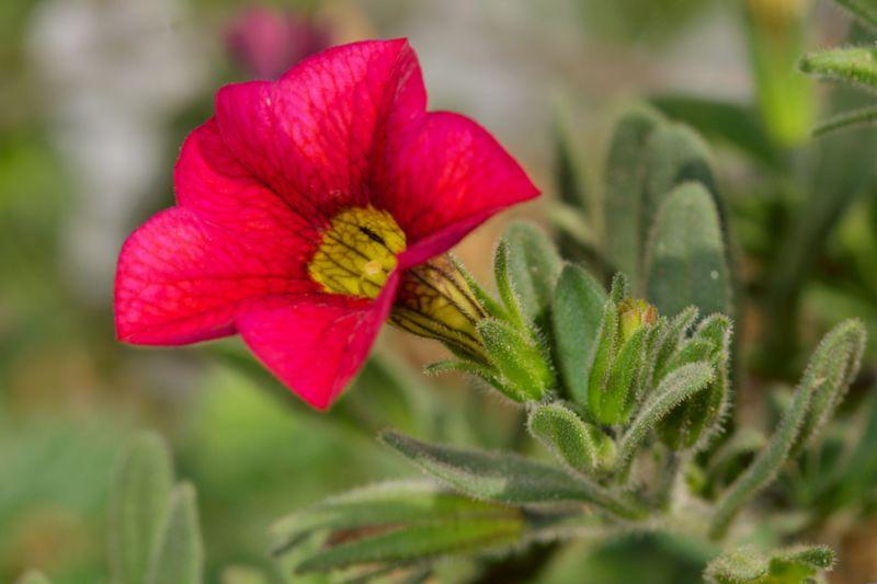Taxonomic Description Closely related to petunia Compact, low growing, trailing or upright Height 4-6 to 10-15 Fibrous roots