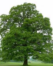 TREE SPECIES LEGEND BOTANICAL NAME COMMON NAME Landscape Plan RIGHT OF WAY TREES Quercus robur TREE SPECIES LEGEND ENGLISH OAK SYMBOL