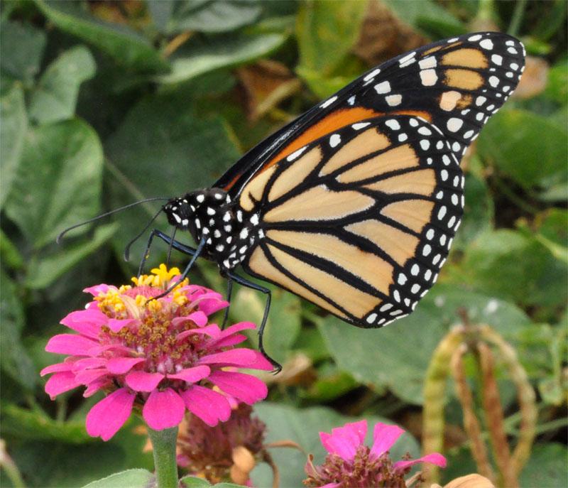 Monarch butterfly on zinnia (Photo by