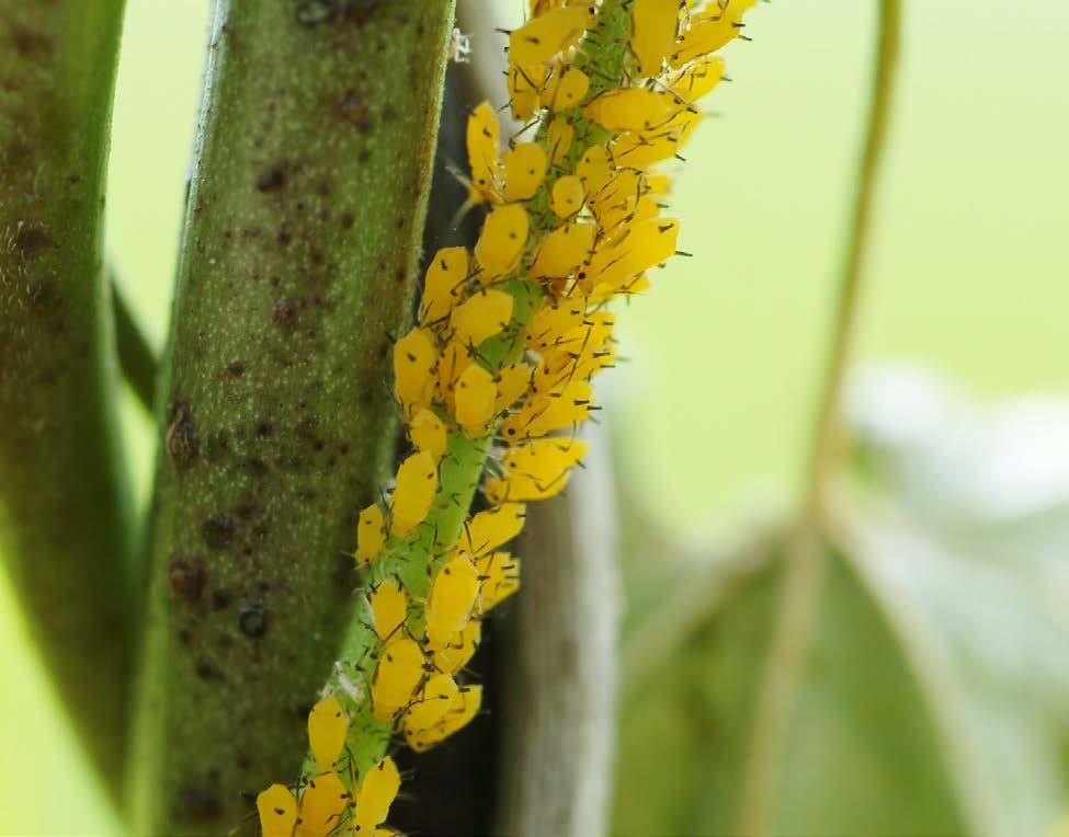 The distinctive oleander aphid is easily noticed; other species