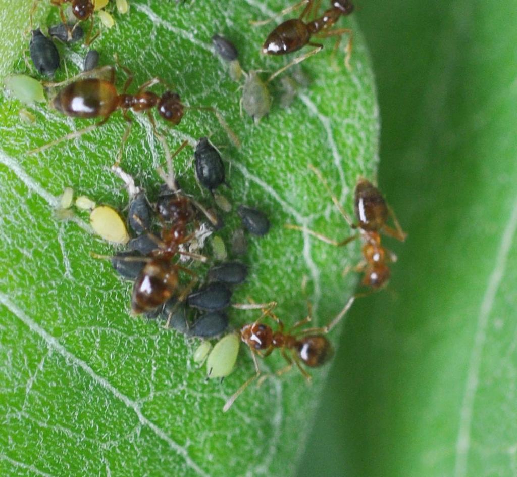 Aphids being tended by ants (Photo by