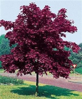 Acer Platanoides Crimson King This handsome Acer, sometimes known as The Norway maple, is a fast-growing tree.