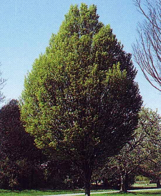 Carpinus betulus Fastigiata (Fastigiate Hornbeam.) This tree is a variety of the common Hornbeam species.