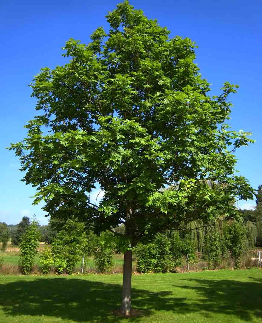 Fraxinus excelsior Ash The large, vigorous ash tree is deciduous and thrives best on moist, base-rich soils. It is fast growing and long-lived.