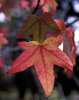 The leaves are 5-7 lobed like maple except they are alternate not opposite. The toothed lobes radiate like a star from the base of the leaf blade.