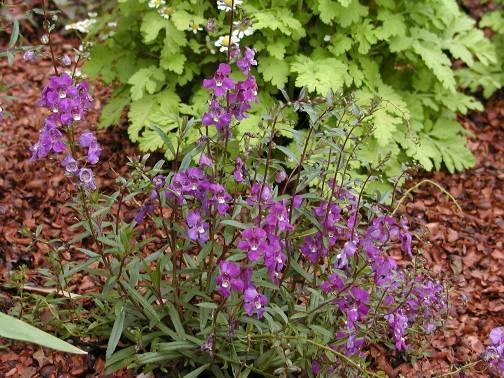 Angelonia angustifolia summer snapdragon, angel flower Flower Colors: purple, white, or pink Habit: