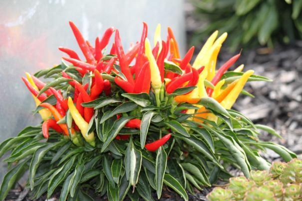 Capsicum annuum Ornamental Pepper Flower Colors: ns,