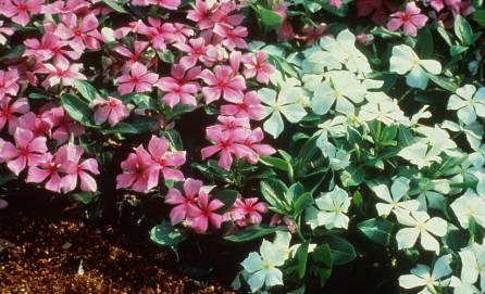 Catharanthus roseus Madagascar periwinkle, rose periwinkle Flower Colors: rosepink, mauve, white Habit: 3-18,