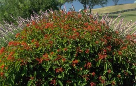 Hamelia patens - firebush Flower Colors: