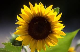 Helianthus annuus common sunflower Flower