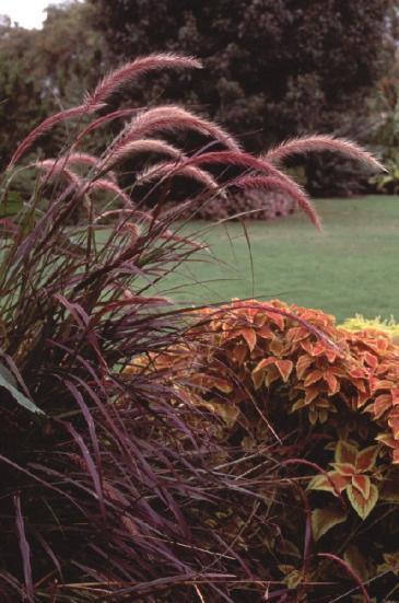 Pennisetum setaceum annual fountain grass Flower Colors: pink or purple Habit: 2-4, mound to upright