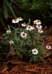 zinnia Flower Colors: white,