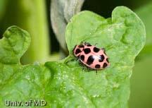 Beneficial Photo of the Week One of the species of lady bird beetles found this week was the spotted lady beetle which tends to be pinkish in color.