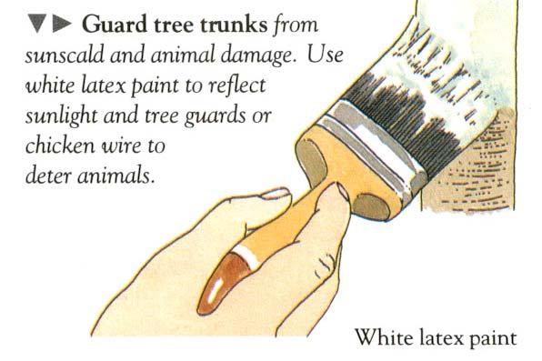 Fruit bagging Use white latex paint to protect the trunks of young trees from
