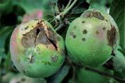 Fruits Apple Scab FUNGUS Most common