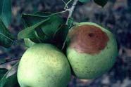 FUNGUS Infects fruit of apples and   