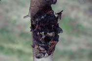 Perennial Canker Plum Pox Virus FUNGUS Infects crotches, pruning wounds