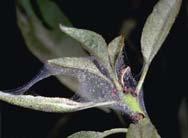 Thrips can also cause silvering just