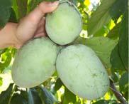 Pawpaw - Our native tree fruit Contributors and Sources A slow growing tree that grows to 20 feet.