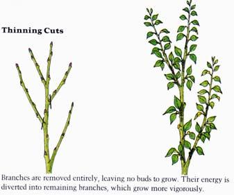 Thinning cuts promote light penetration