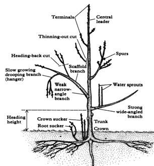 and Pear Pruning: Training to a central